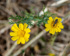 Closterotomus histrio