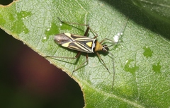 Closterocoris amoenus