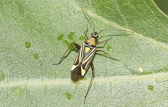 Closterocoris amoenus