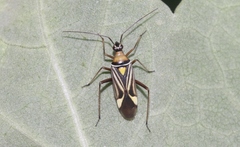 Closterocoris amoenus