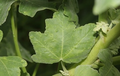 Bactericera lavaterae