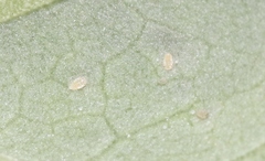 Bactericera lavaterae