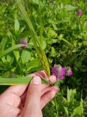 Triticum dicoccoides