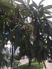 Escallonia pendula