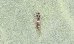 Bactericera lavaterae