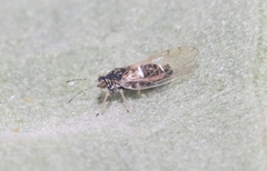 Bactericera lavaterae