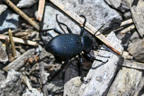 iNaturalist observation photo of Blapylis