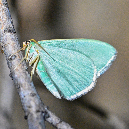 iNaturalist observation photo of Emerald Moths