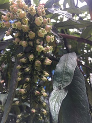 Escallonia pendula