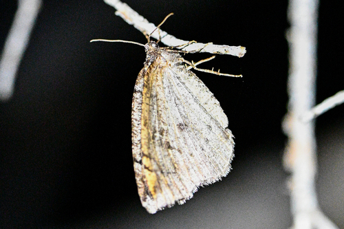 iNaturalist observation photo of Spodolepis