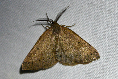 iNaturalist observation photo of Drepanulatrix