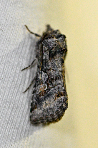 iNaturalist observation photo of Cutworms and Dart Moths