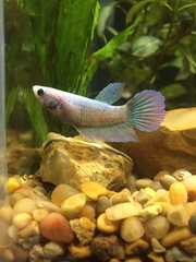 Betta