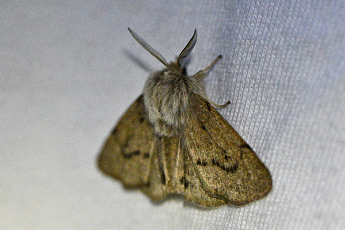 iNaturalist observation photo of Wandering Tiger Moth