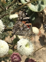 Chaenactis artemisiifolia