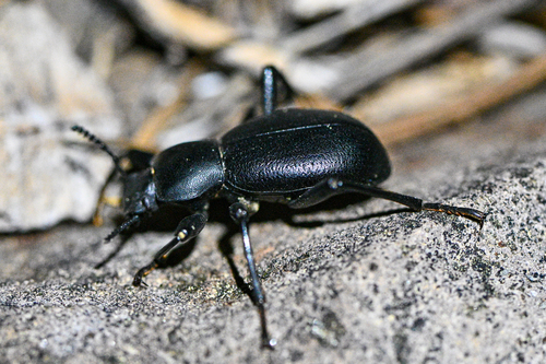 iNaturalist observation photo of California Broad-necked Darkling Beetle