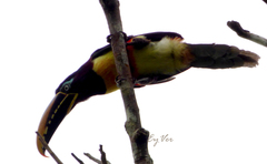 Pteroglossus castanotis