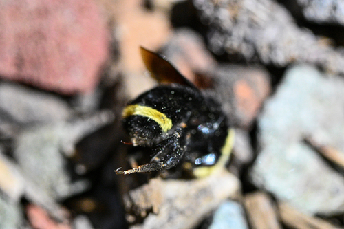 iNaturalist observation photo of Yellow-faced Bumble Bee