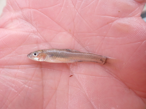 Sabine-shiner (Notropis sabinae) — Cyprinidae