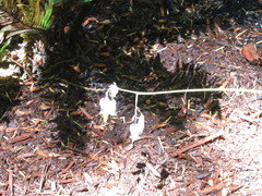 Dicentra formosa formosa