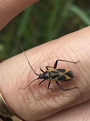 Calocoris nemoralis