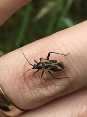 Calocoris nemoralis