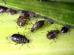 Brachycaudus tragopogonis