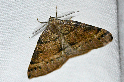 iNaturalist observation photo of Drepanulatrix