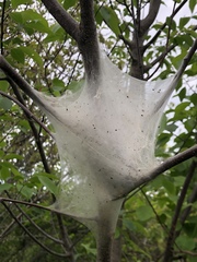 Malacosoma americana