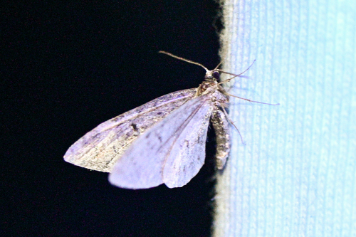 iNaturalist observation photo of Antlions, Lacewings, and Allies