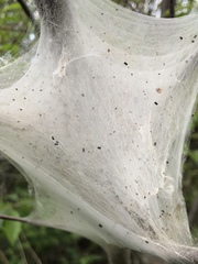 Malacosoma americana