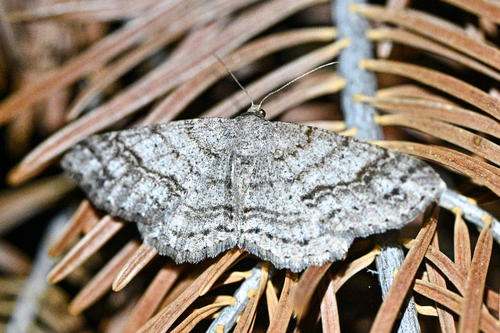iNaturalist observation photo of Western Carpet