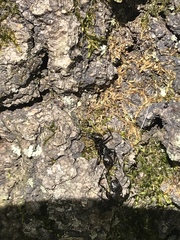 Camponotus pennsylvanicus