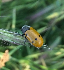 Lachnaia sexpunctata