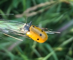 Lachnaia sexpunctata