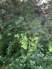 Ribes speciosum