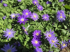 Anemonoides apennina