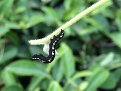 Oraesia emarginata