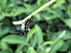 Oraesia emarginata