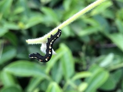 Oraesia emarginata