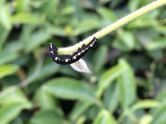 Oraesia emarginata