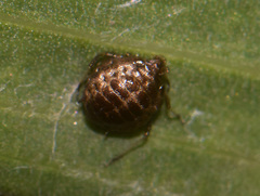 Brachycaudus tragopogonis