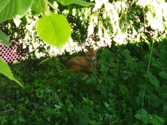 Vulpes vulpes