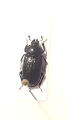 Platycerus