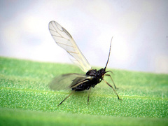 Brachycaudus tragopogonis