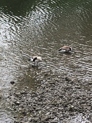 Branta canadensis