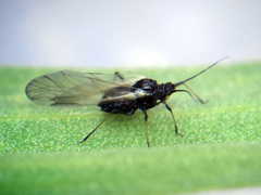 Brachycaudus tragopogonis