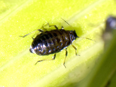 Brachycaudus tragopogonis