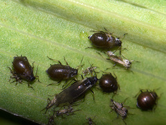 Brachycaudus tragopogonis