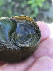 Heterogen japonica